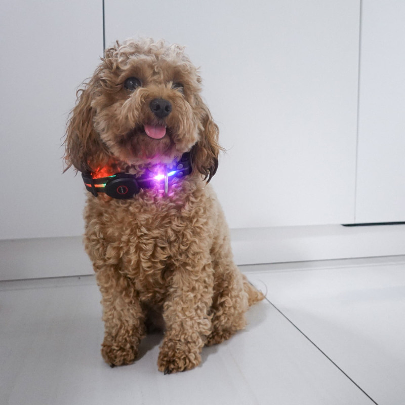 PETIGIO LED ΚΟΛΑΡΟ ΣΚΥΛΟΥ MΕDIUM 41–50 CM