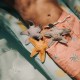 Swim Essentials: Παιχνίδι θαλάσσης/πισίνας - Sea Stars